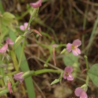 Canscora heteroclita (L.) Gilg